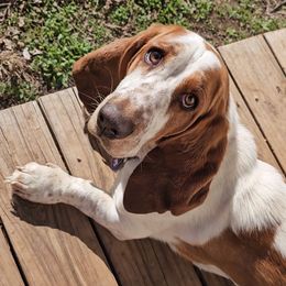 Jolene - Basset Hound