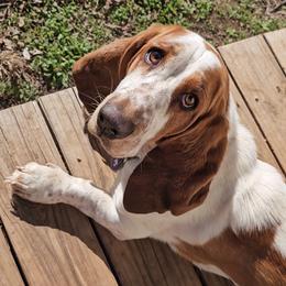 Jolene - Basset Hound