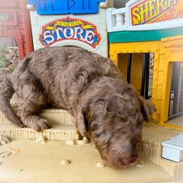 Ham - Merle male Goldendoodle puppy in Montgomery, Texas from Texas Bello Doodles