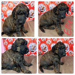 Poodle Puppies from Wonderland Kennel