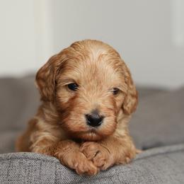 Green - Apricot male Australian Labradoodle puppy in Williamstown, New York from Lewis Manor Labradoodles