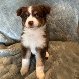 Miniature Australian Shepherd Puppies from Twisted H Ranch Aussies