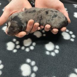 Saugy (Blue collar) - Dapple male Dachshund puppy in Saint Albans, Maine from Australian Cattle Cuties and littles