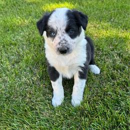 Geneva - Black and white female Border Collie puppy in Centerville, Washington from Forthright Farms
