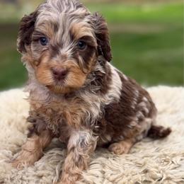 Orange collar boy - Chocolate merle male Bernedoodle puppy in Colorado Springs, Colorado from Mercy Mountain Bernedoodles