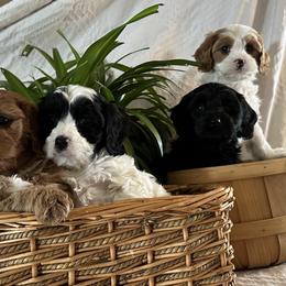 Cavalier King Charles Spaniel and Cavapoo Puppies from God Speed Paws