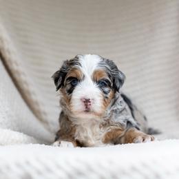 Poppy - Merle female Bernedoodle puppy in Narvon, Pennsylvania from CBKB Bernedoodle’s