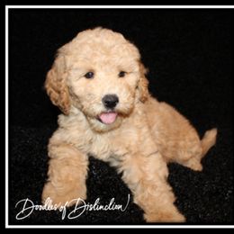 Goldendoodle Puppies from Lakeshore Doodles