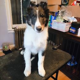 Jack Jack - Black white and tan male Shetland Sheepdog puppy in Albany, New York from K&A Little Wonder's