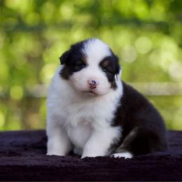 Melody - Black tri-color female Australian Shepherd puppy in Stephenville, Texas from Diamond H Aussies