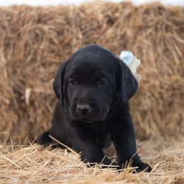 Dilute Retriever Puppies from Prairie Hills Labs