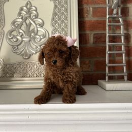 Bella - Red  female Poodle puppy in Mint Hill, North Carolina from DoodleForever