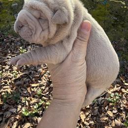 Holly - Cream female Chinese Shar-Pei puppy in North Carolina from Amy Mahaffey's Chinese Shar-Pei