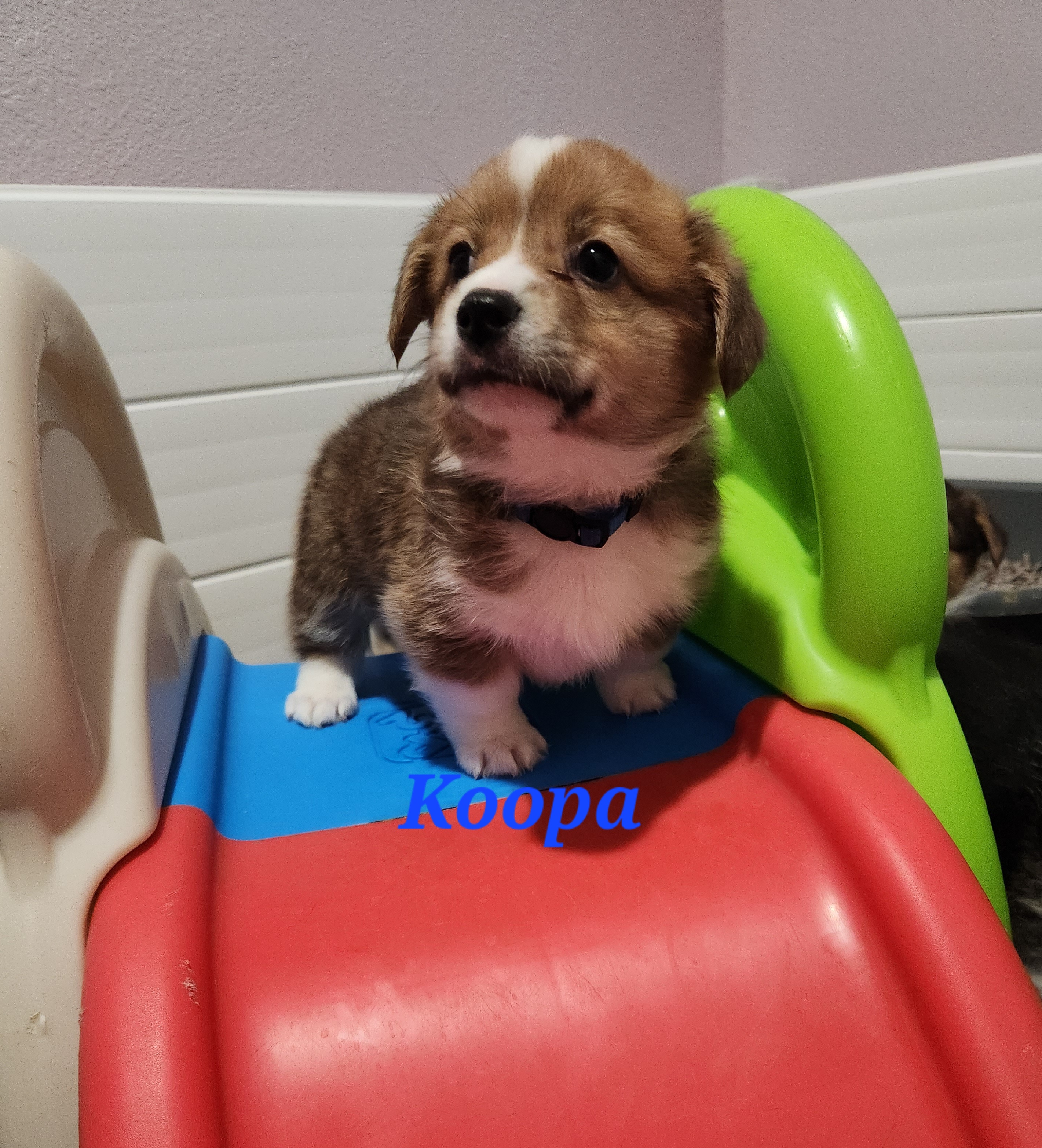 Koopa Troopa - Red Pembroke Welsh Corgi puppy in Kiowa, Colorado from Cool Water Corgis LLC