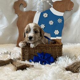 Blue Collar Male - Red  male Goldendoodle puppy in Bradenton, Florida from Suncoast Goldendoodles