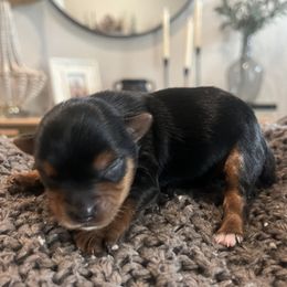 Hank - Black and tan male Yorkshire Terrier puppy in Calhoun, Georgia from Peach State Yorkies