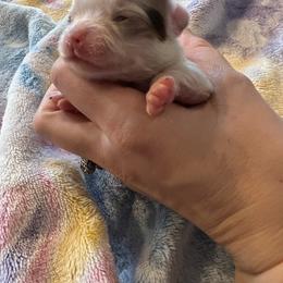Chihuahua Puppies from Hawk's Eye Homestead