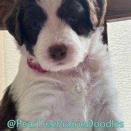 Aussiedoodle, Bernedoodle, and Poodle Puppies from Pear Tree Prairie Doodles
