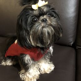 Luna - Shih Tzu