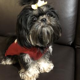 Luna - Shih Tzu