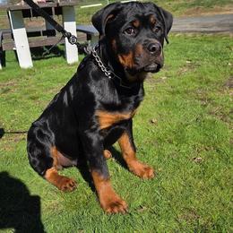 Rottweiler Puppies from vom Lomza Rottweilers