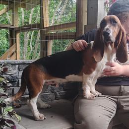 Jackson - Black brown and white male Basset Hound puppy in Newton Grove, North Carolina from MGA Basset Hound