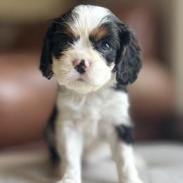 AKC Girl 2 Tri-color - Tri-color female Cavalier King Charles Spaniel puppy in Pleasant Hill, Iowa from Harvest Creek