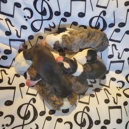 Whippet puppies from Mohr Whippets