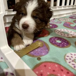 Australian Shepherd and Miniature Australian Shepherd Puppies from Integrity Aussies Tx