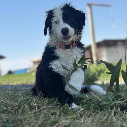English Shepherd Puppies from Organic Heritage English Shepherds