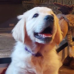 Golden Retriever Puppies from Kansas Prairie Pups