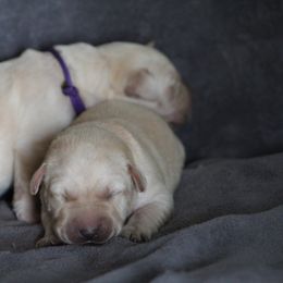 Labrador Retriever Puppies from TLC Retrievers