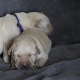 Labrador Retriever Puppies from TLC Retrievers