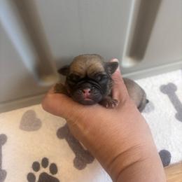 Blue collar - Fawn male Pug puppy in Tucson, Arizona from Furever Friends
