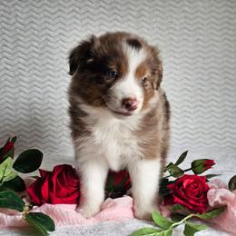 Remington - Red merle male Australian Shepherd puppy in Mountain Grove, Missouri from K Bar H Farms