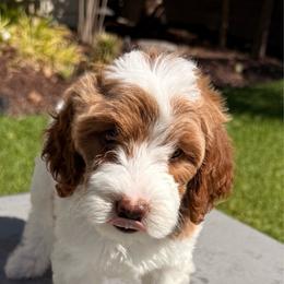 Girl 3 - Parti female Goldendoodle puppy in San Diego, California from Goldendoodles & Poodles of San Diego