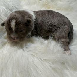 Blue and white boy - Blue and white male Shihpoo puppy in Newark, Ohio from Gemini Kennels