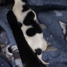 Boy 4 - Parti male Yorkshire Terrier puppy in White Pigeon, Michigan from Kathys Yorkie and Shih-tzu Cuties