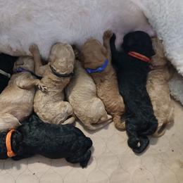 Orange - Black female Poodle puppy in Big Rapids, Michigan from Meeker's Ridge Standard Poodles