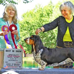Basset Hounds and Bedlington Terriers from First Class Bassets and Bedlingtons