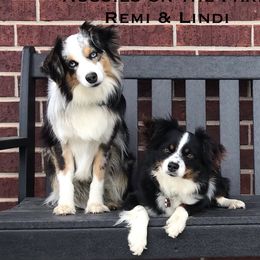 Toy Australian Shepherds from Aussies on the Farm