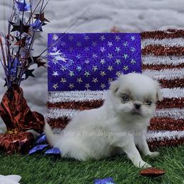 Skipper - Lemon and white male Japanese Chin puppy in Johnson City, Tennessee from Erin & Friends Japanese Chin