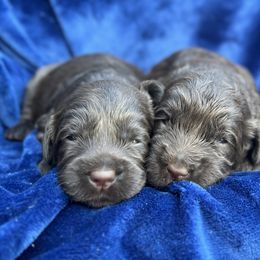 Chocolate Girl 1 - Chocolate female Australian Labradoodle puppy in Hartshorne, Oklahoma from Jena Edmond