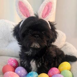 Kringle - Black male Shih Tzu puppy in Burlington, North Carolina from Nancy’s Lil’Shih Tzus