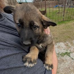 Odom's Flight of Fancy - Sable female German Shepherd puppy in Springtown, Texas from Odom's German Shepherds