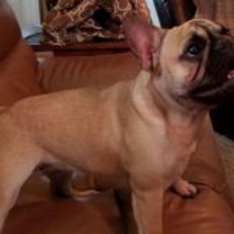French Bulldogs from Hunter Creek