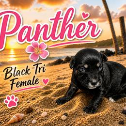 Australian Shepherd Puppies from Aussomely Yours, Australian Shephers