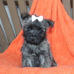 Camilla - Black brindle female Cairn Terrier puppy in Goshen, Indiana from Linda’s Lovable Pups
