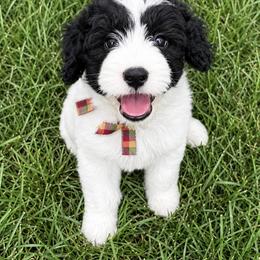 Mike - Black and white male Sheepadoodle puppy in Leeton, Missouri from Jane's Sheepadoodles
