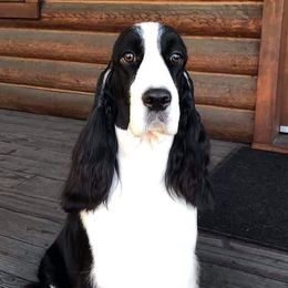 English Springer Spaniels and Labrador Retrievers from Brae Kennels